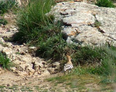 Прикрепленное изображение: uB55.jpg